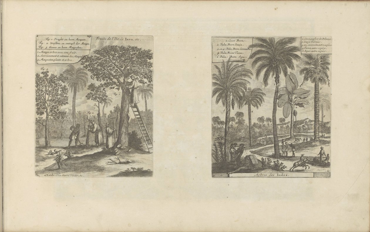 Landschappen pone mangobomen, kokos- en palmbomen Frutos de la isla de Java, etc. / Árboles de la India (título sobre el objeto) Las Indias Orientales y Occidentales y otros lugares (título de la serie) de Romeyn de Hooghe