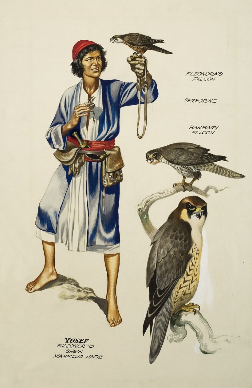 Yusef, Falconer to Sheik Mahmoud Hafiz (gouache sobre papel) de Ron Embleton