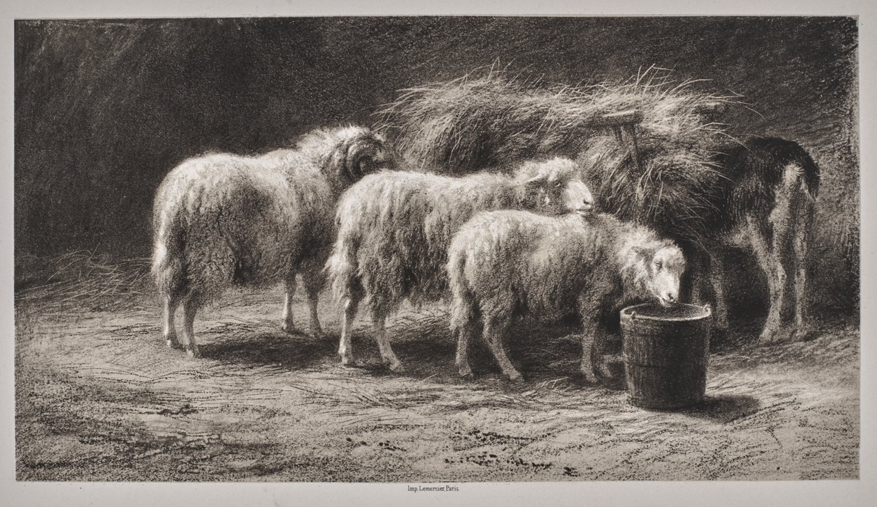 Redil de Rosa Bonheur