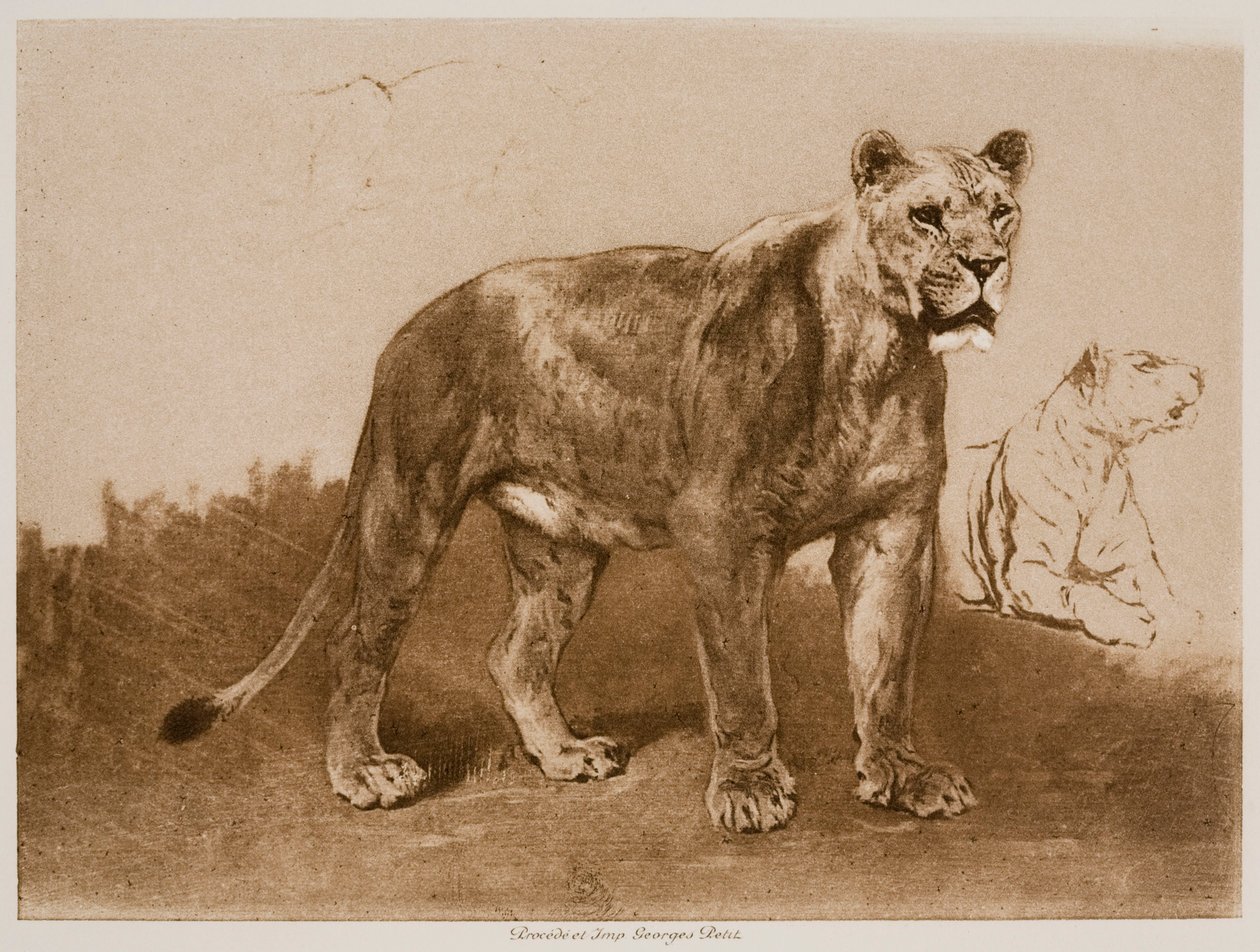Estudios de una leona de Rosa Bonheur