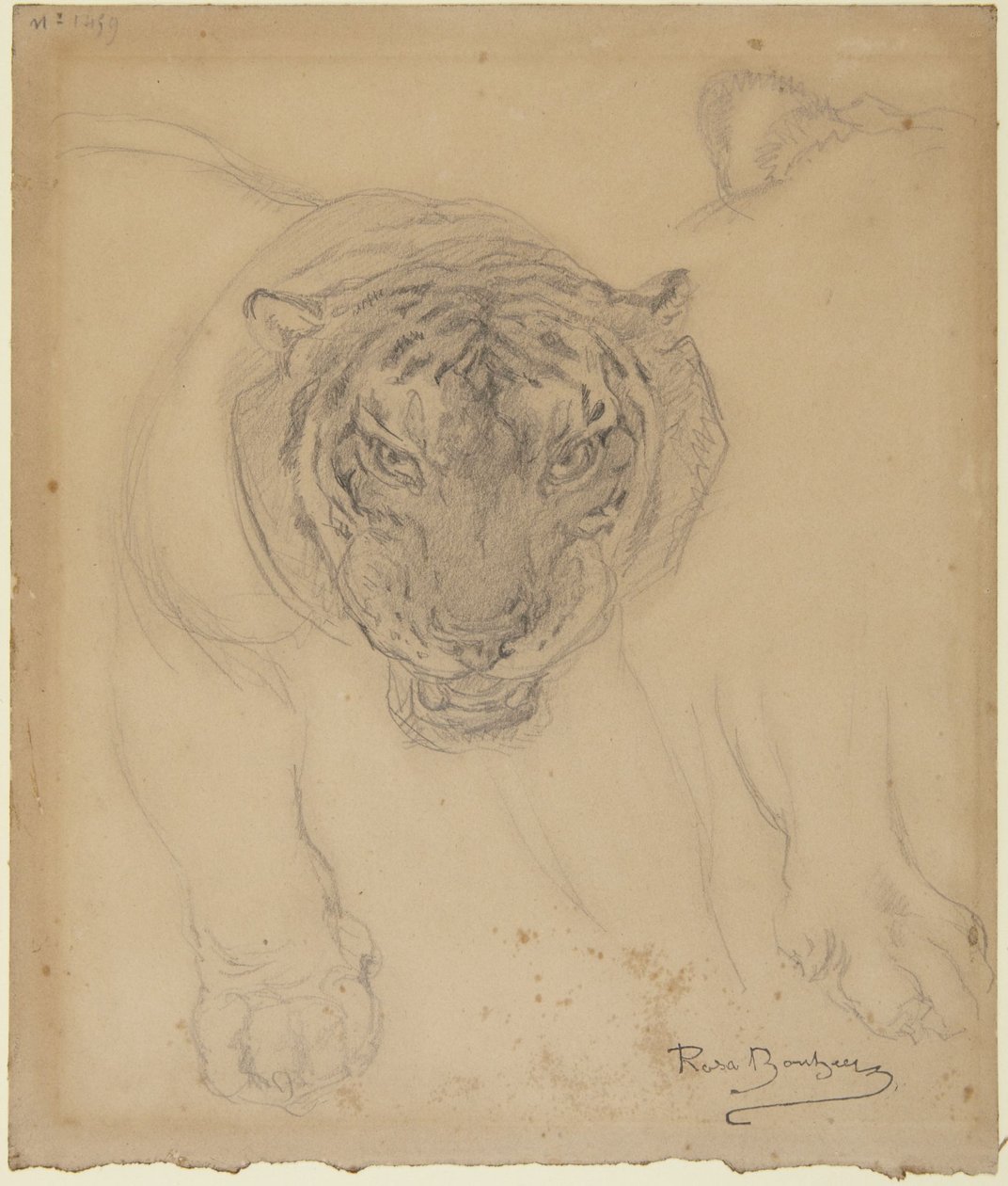 Tigre, con boceto de una pata; en el reverso: boceto de la cabeza de un tigre de Rosa Bonheur