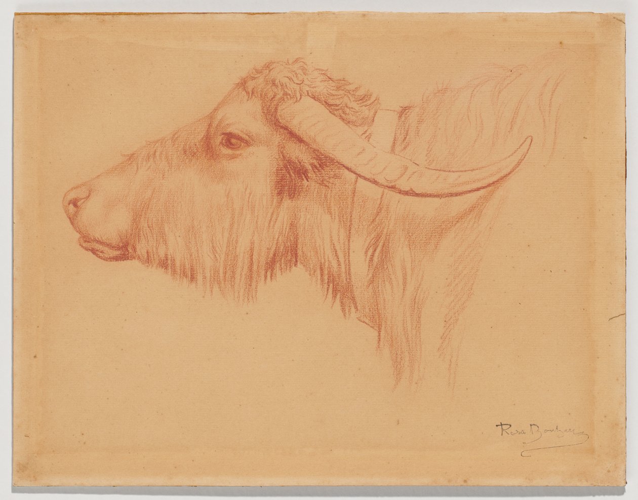 Búfalo de agua de Rosa Bonheur