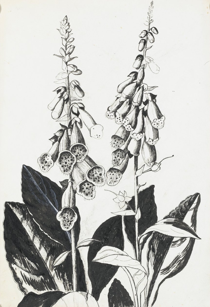 Dedaleras de Rosalie Brill