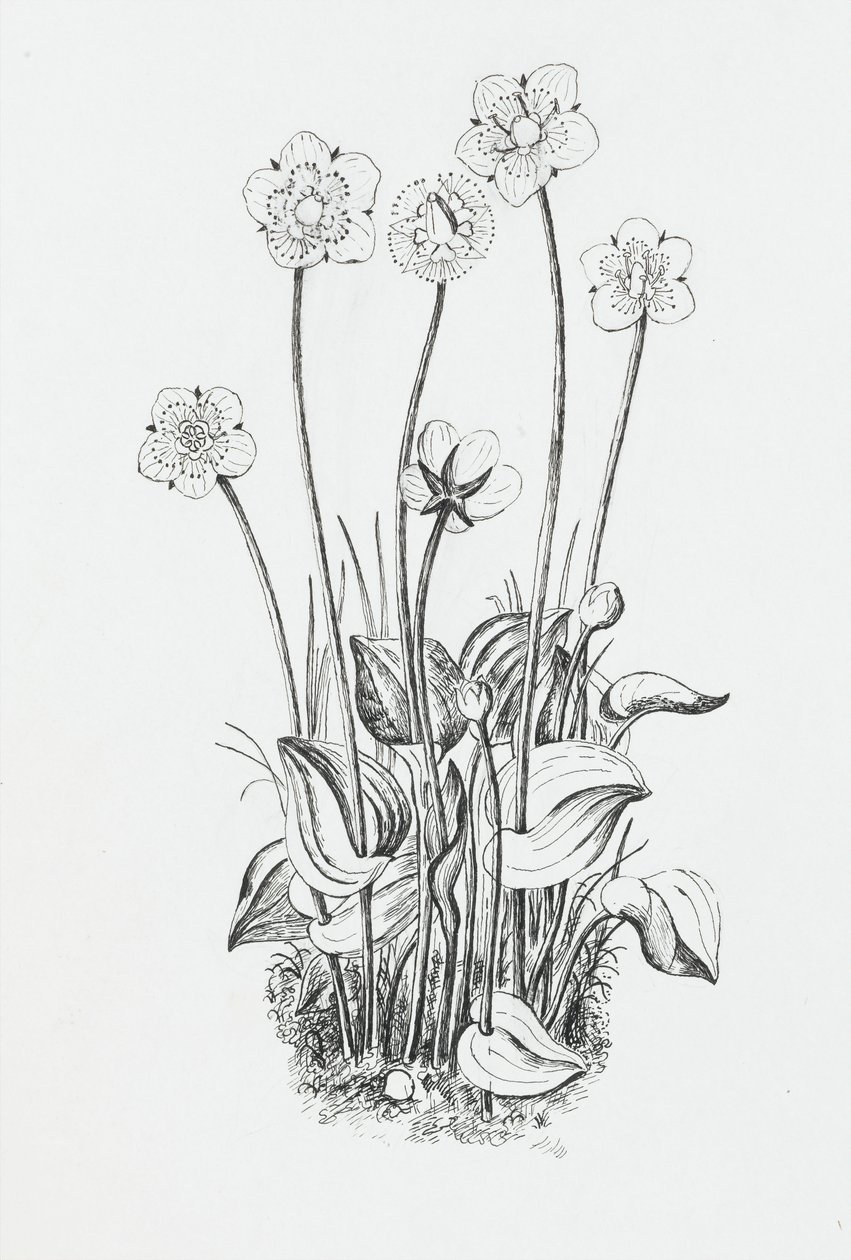 Estudio de plantas de Rosalie Brill