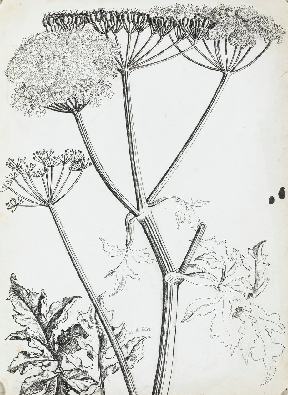 Perejil de vaca de Rosalie Brill