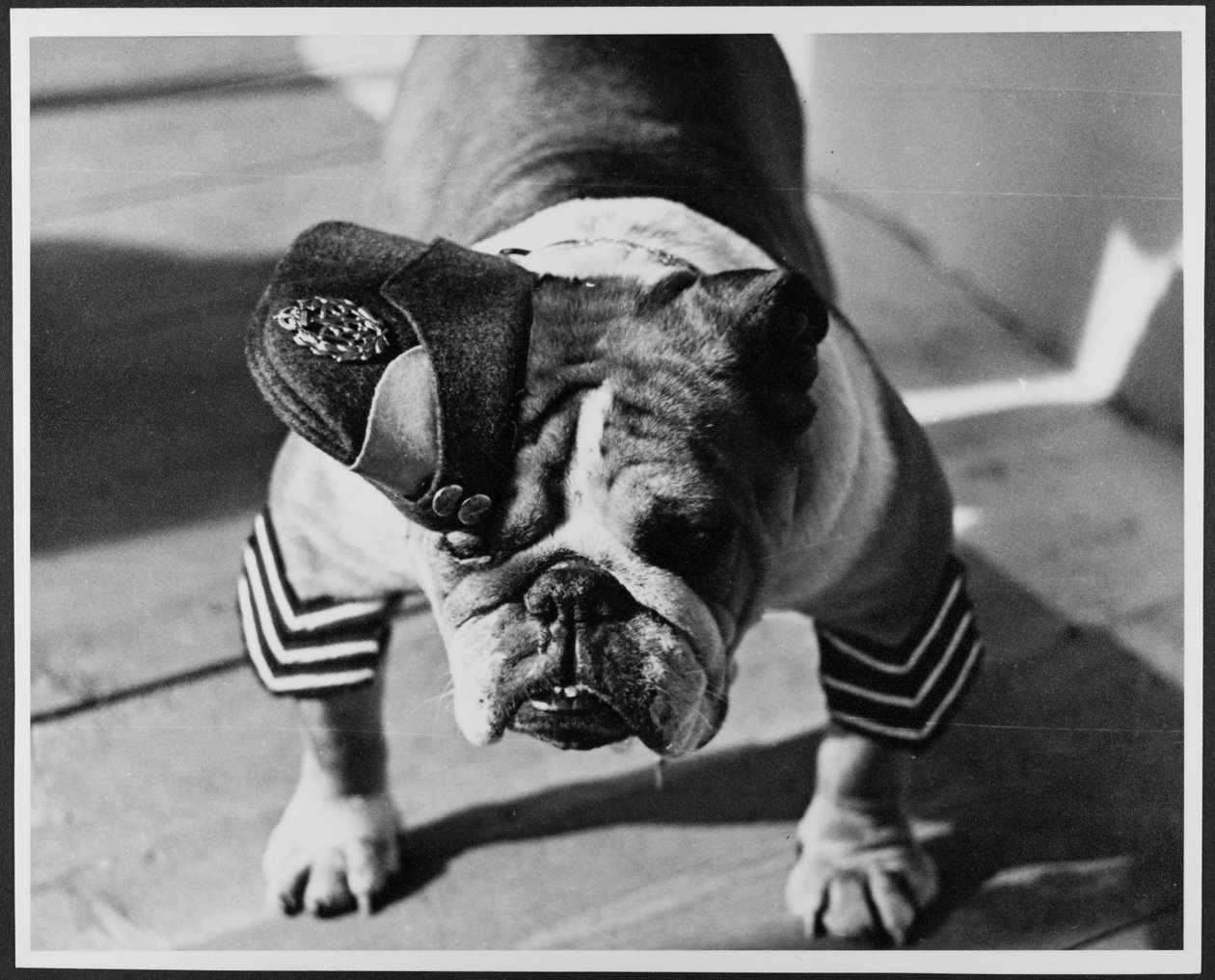 Un Bulldog con uniforme de la RAF, Estudios Pinewood de Royal Air Force Film Production Unit