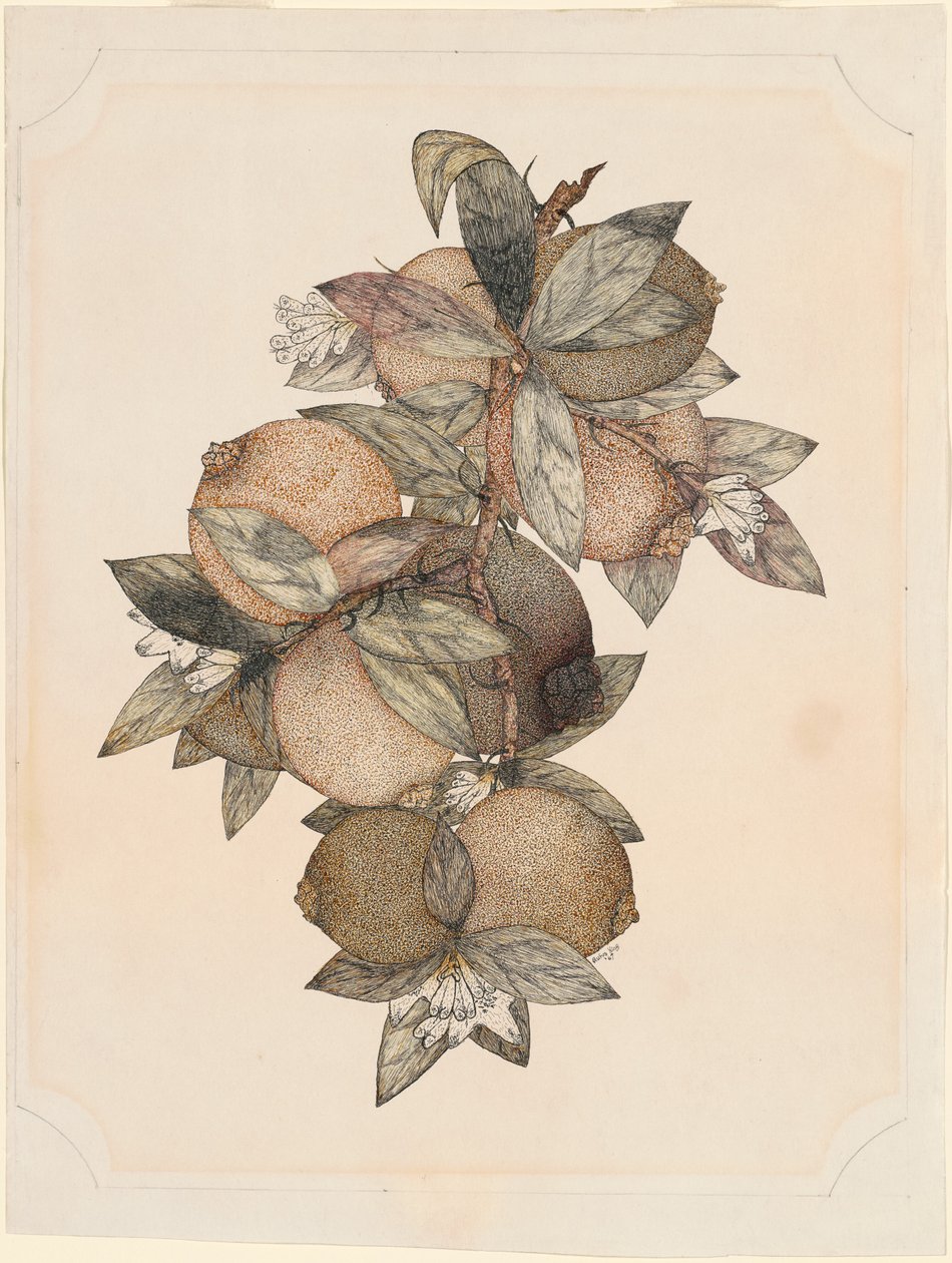 Fruta de granada de Rufus King