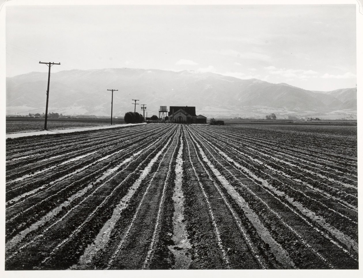 Lechuga Joven, Salinas, California de Russell Lee