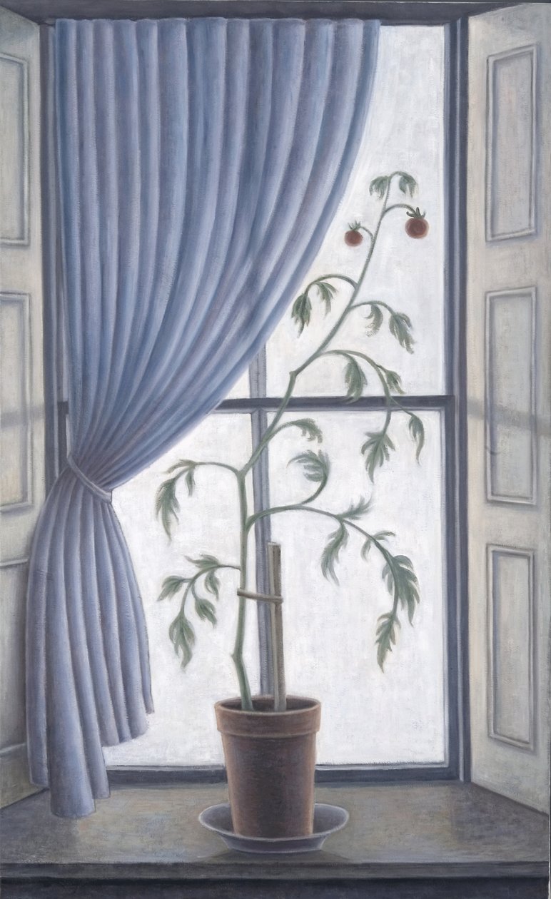 Planta en la ventana, 2003 de Ruth Addinall