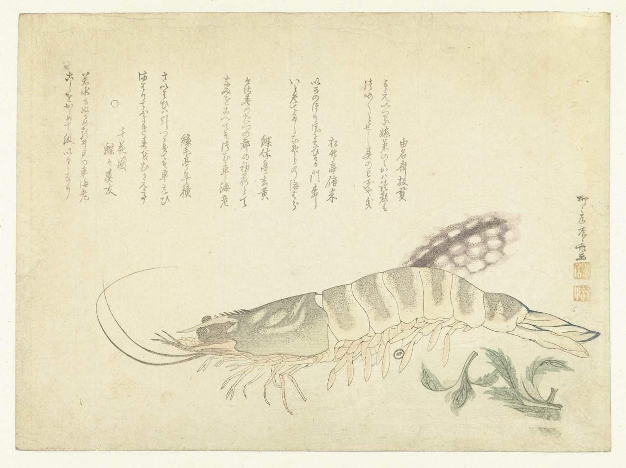 Cigalas y Sepias de Ryuryukyo Shinsai