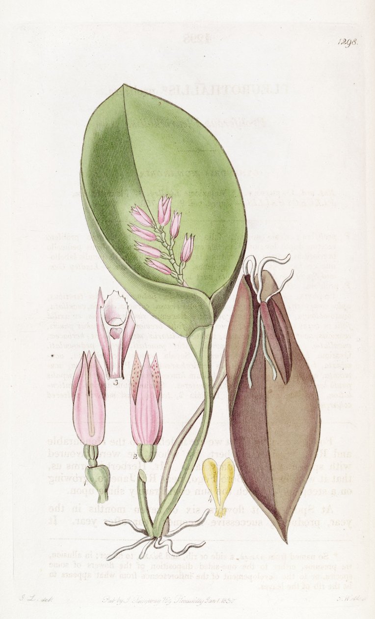 Acianthera prolifera (como sin. Pleurothallis prolifera) de S. Watts