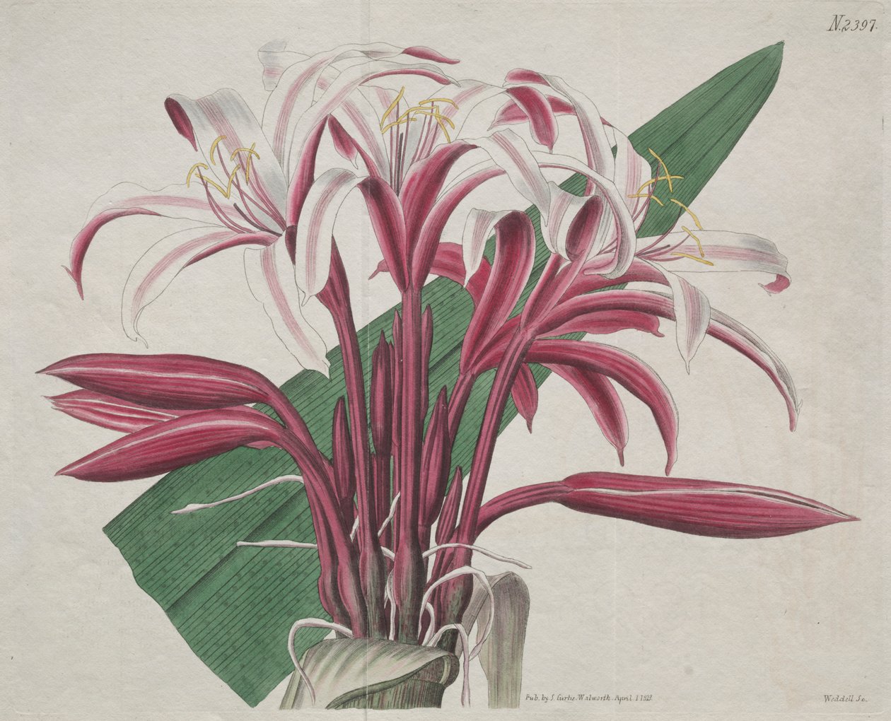 La revista botánica o el jardín de flores exhibido: Crinum majestuoso de S. Curtis
