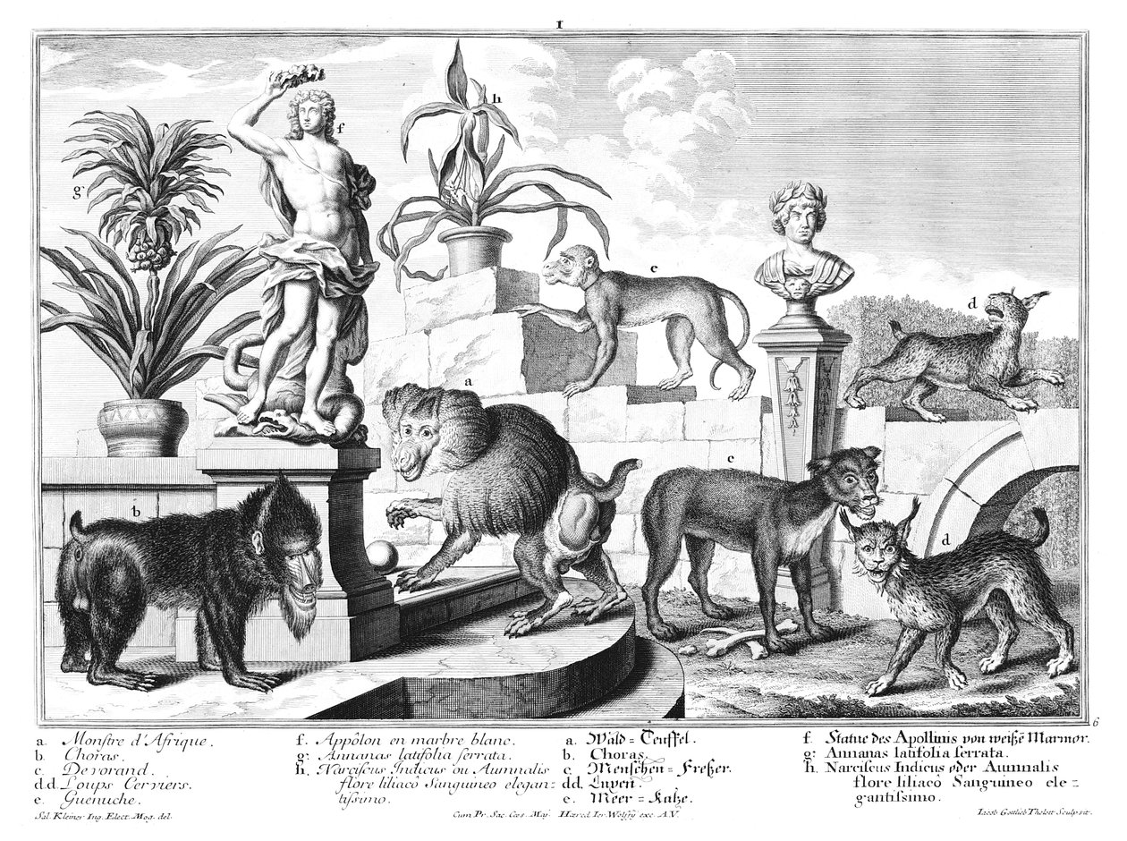 monos y gatos salvajes de Salomon Kleiner