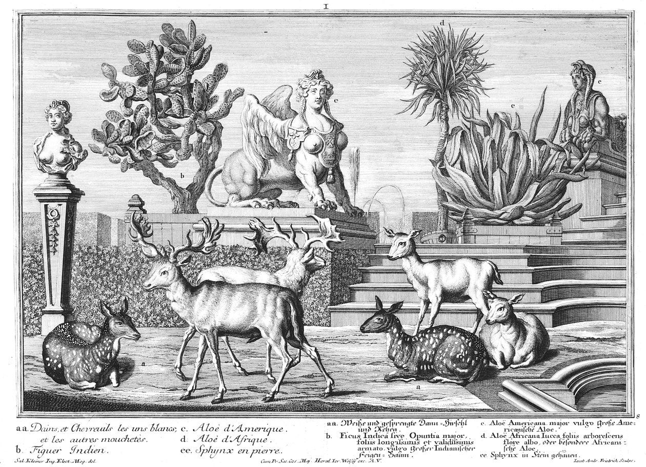 gamo de Salomon Kleiner