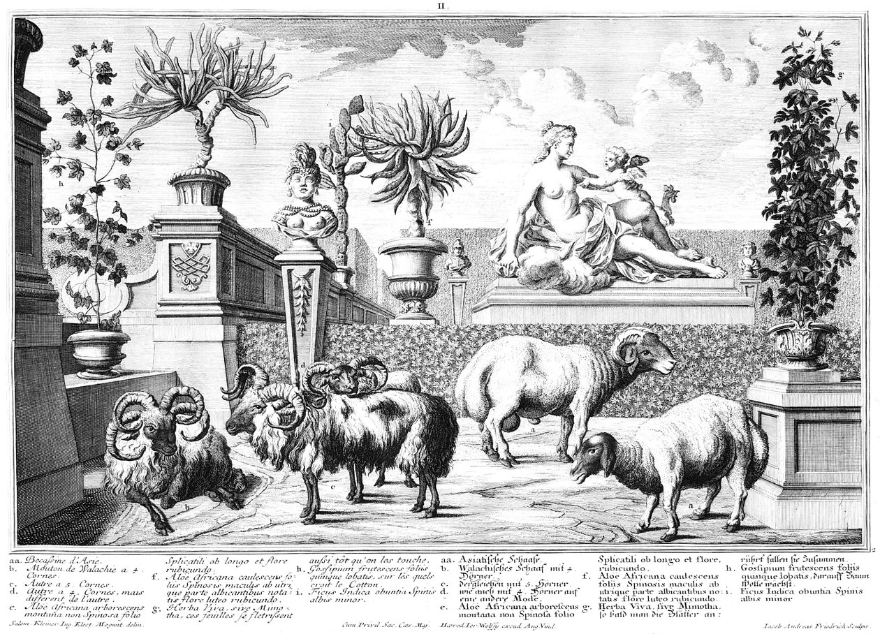 oveja de Salomon Kleiner