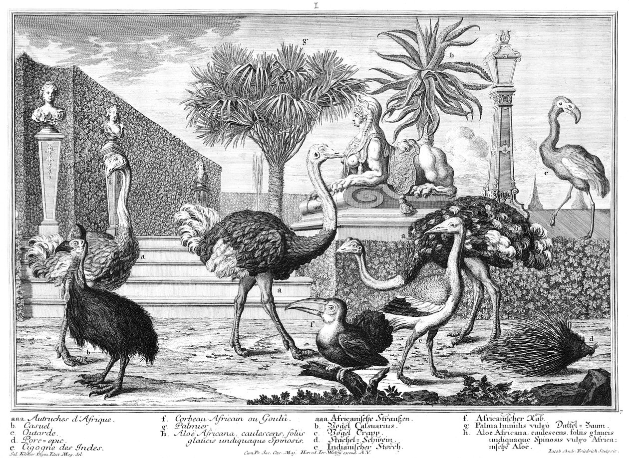 Avestruz, casuario, puercoespín de Salomon Kleiner