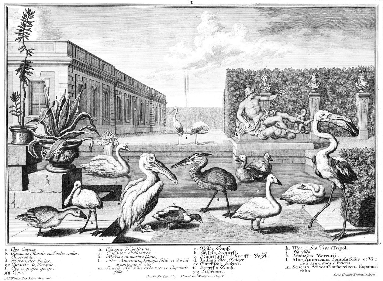aves acuáticas de Salomon Kleiner