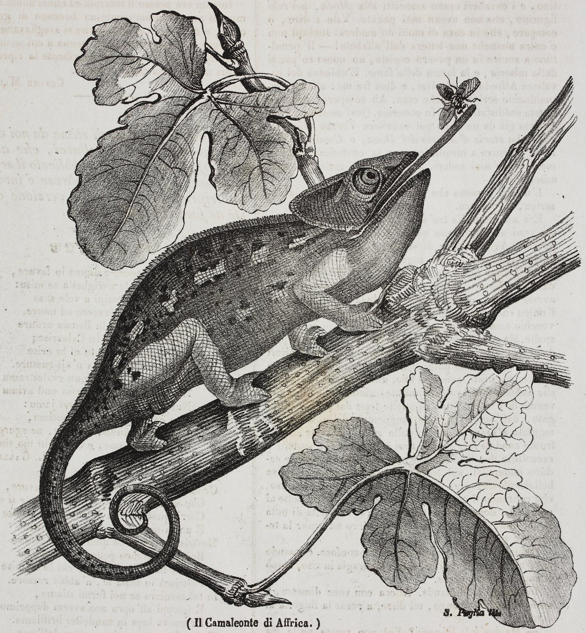 Camaleón africano, litografía de Salvatore Puglia de Poliorama Pittoresco, n 30, 4 de marzo de Salvatore Puglia