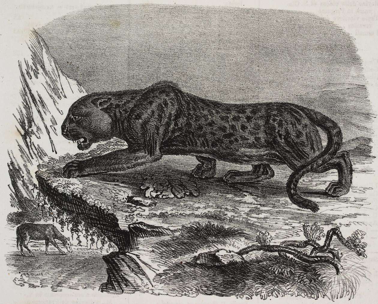 Black Panther en el Jardin des Plantes, jardín botánico de París, Francia, litografía de Salvatore Puglia de Poliorama Pittoresco, n 26, 4 de febrero de Salvatore Puglia