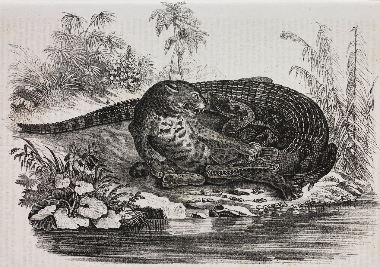 Caimán y jaguar, litografía de Salvatore Puglia de Poliorama Pittoresco, n 16, 25 de noviembre de Salvatore Puglia