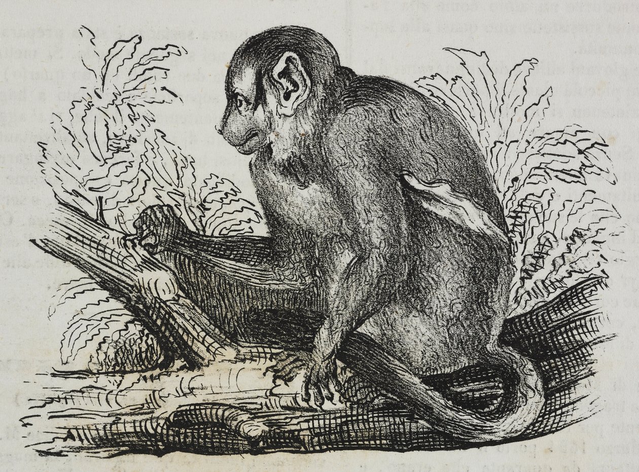 Mono nocturno douroucoulis (Aotus trivirgatus), litografía de Salvatore Puglia de Poliorama Pittoresco, n 46, 25 de junio. de Salvatore Puglia