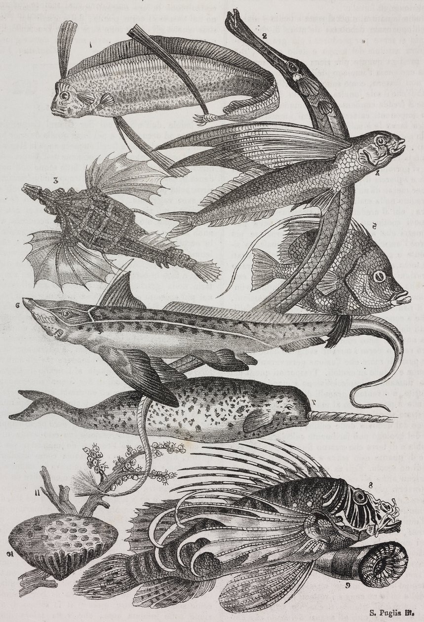 Criaturas oceánicas: 1 Dattiloftera, 2 Syngnathus, 3 Pegasus, 4 Trachypterus, 5 Chaetodon, 6 Pez conejo, 7 Unicornio (narval), 8 Pteroides voladores, 9 Attinia de Salvatore Puglia