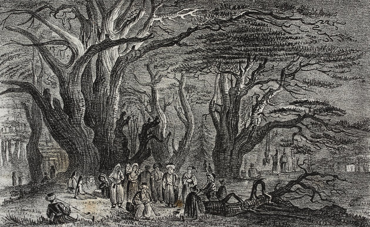 Viejos cedros del Líbano en Tiro, Líbano, litografía de Salvatore Puglia de Poliorama Pittoresco, n 25, 28 de enero de Salvatore Puglia