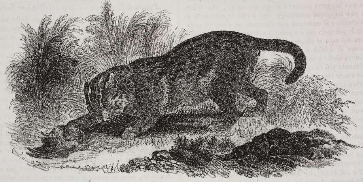 Gato de Sumatra, litografía de Salvatore Puglia de Poliorama Pittoresco, n 47, 1 de julio de Salvatore Puglia