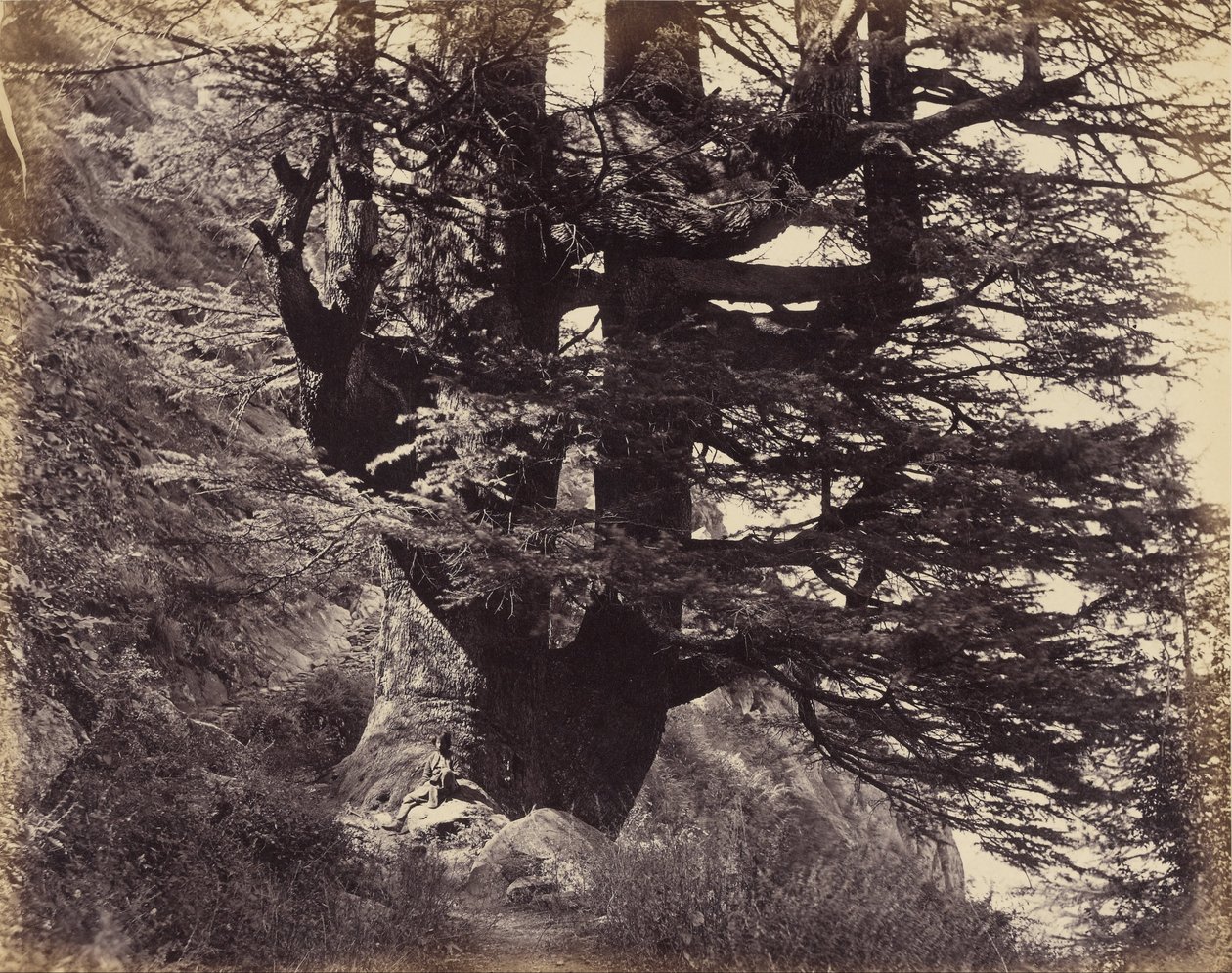 (Simla- Gran Deodar, 42 pies de circunferencia) de Samuel Bourne