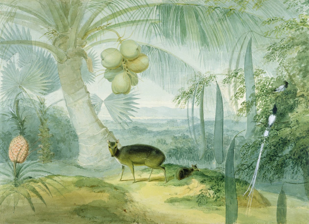 Un paisaje en Ceilán, con ciervo ladrador y cervatillo y una pareja de atrapamoscas del paraíso, c.1808-11 de Samuel Daniell
