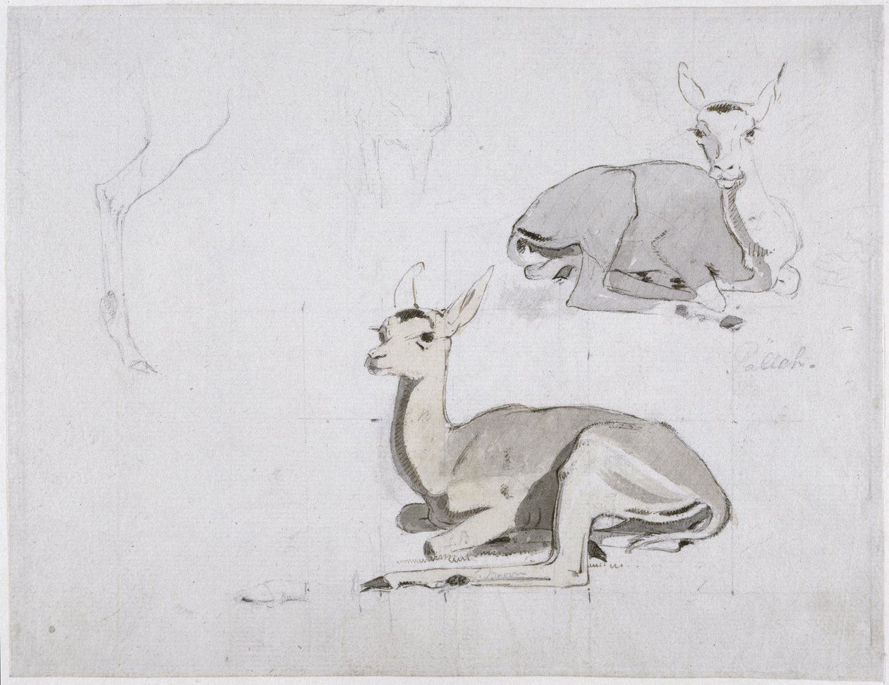 Estudios de un joven ciervo Pallah descansando, c.1802 de Samuel Daniell