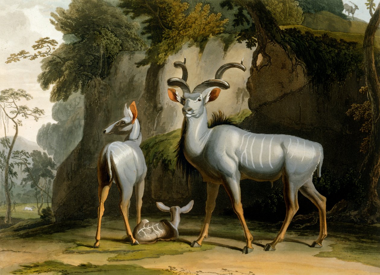 El Koodoo, 1804 de Samuel Daniell