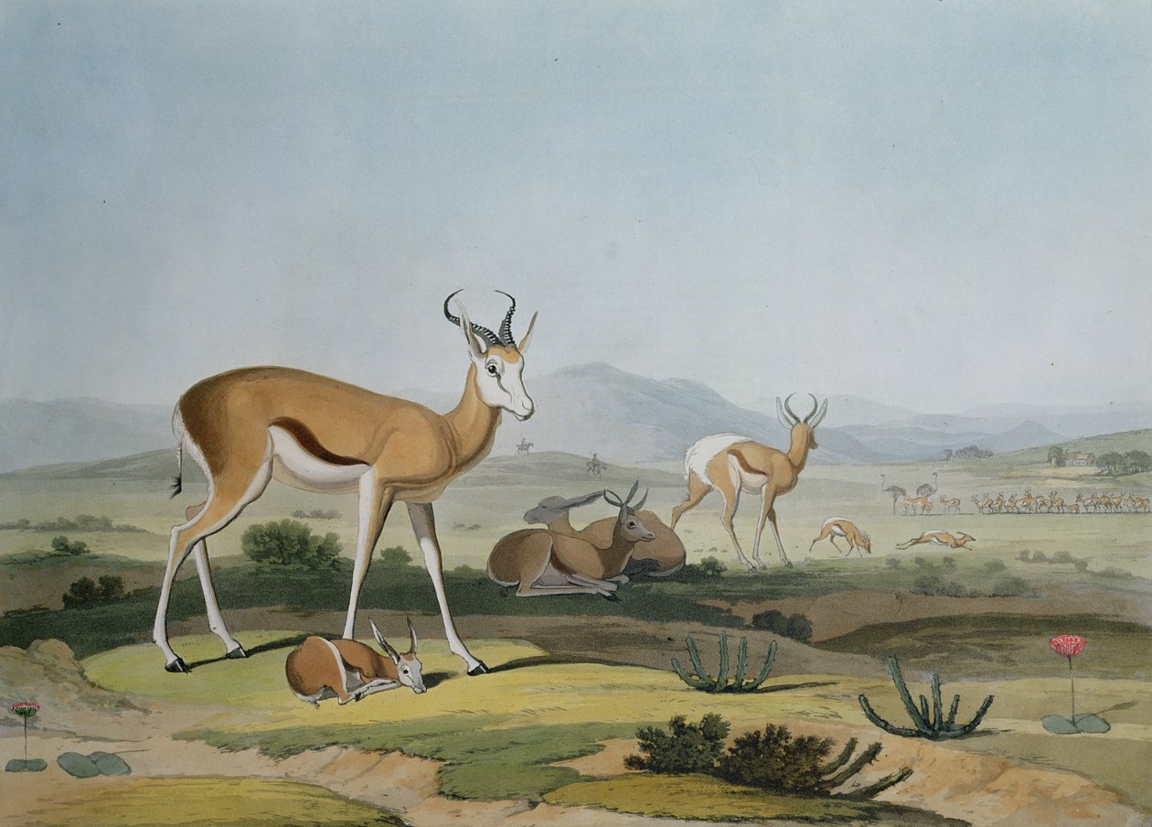 El Spring-Bok o antílope saltador, lámina 18 de 
