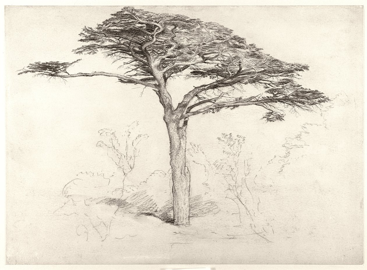 Viejo cedro en el Jardín Botánico, Chelsea de Samuel Palmer