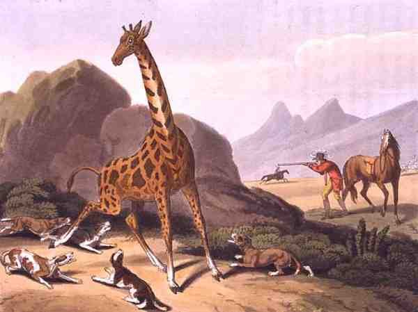 Cazando la jirafa, grabado por Matthew Dubourg (fl.1785-1820), publicado por Edward Orme de Samuel (after) Howitt