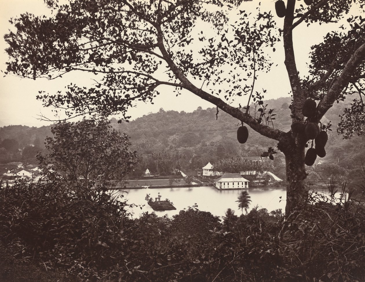 Una vista desde Upper Lake Road mostrando el templo y la isla con parque -- árbol frutal en primer plano de Samuel Bourne