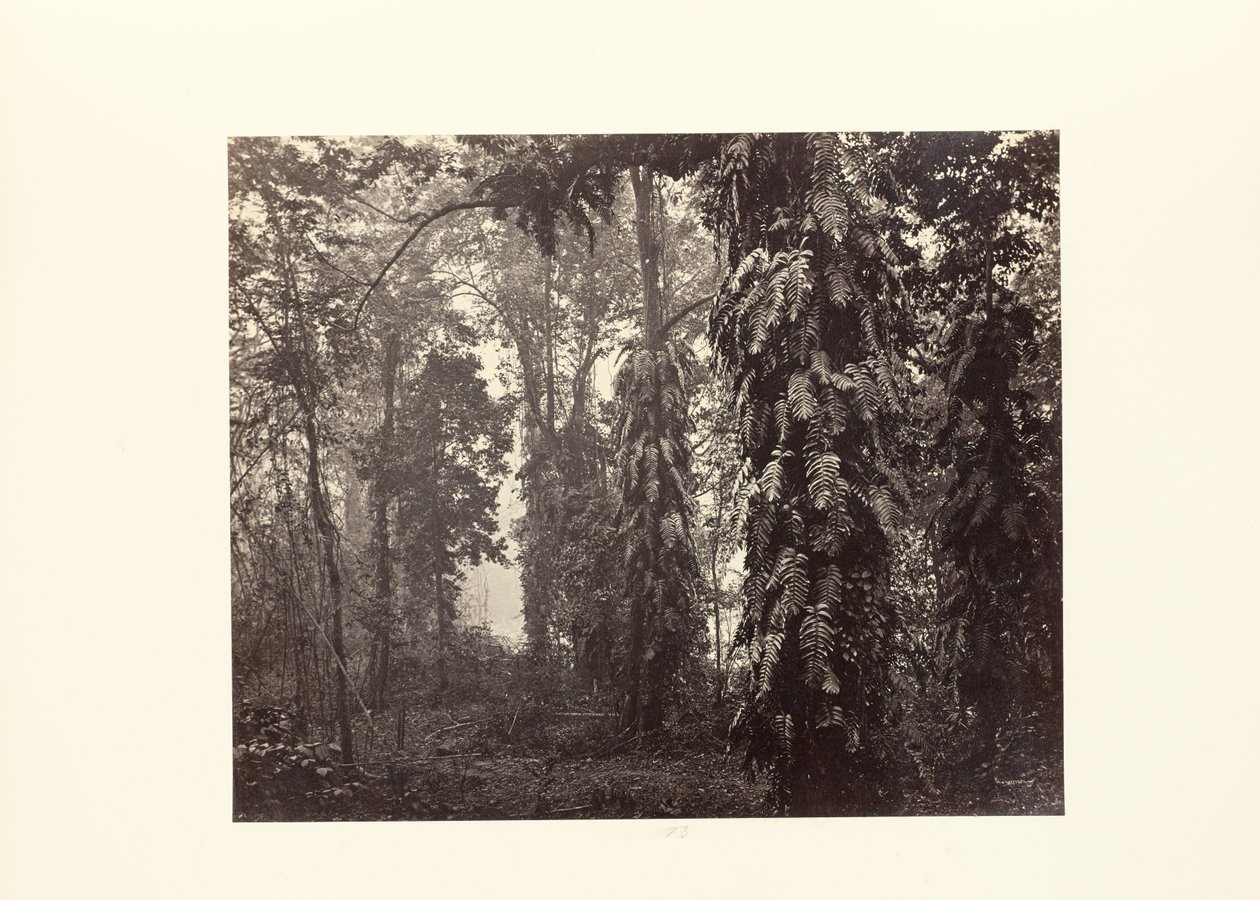 Darjeeling; Enredaderas en el bosque bajo Ging de Samuel Bourne