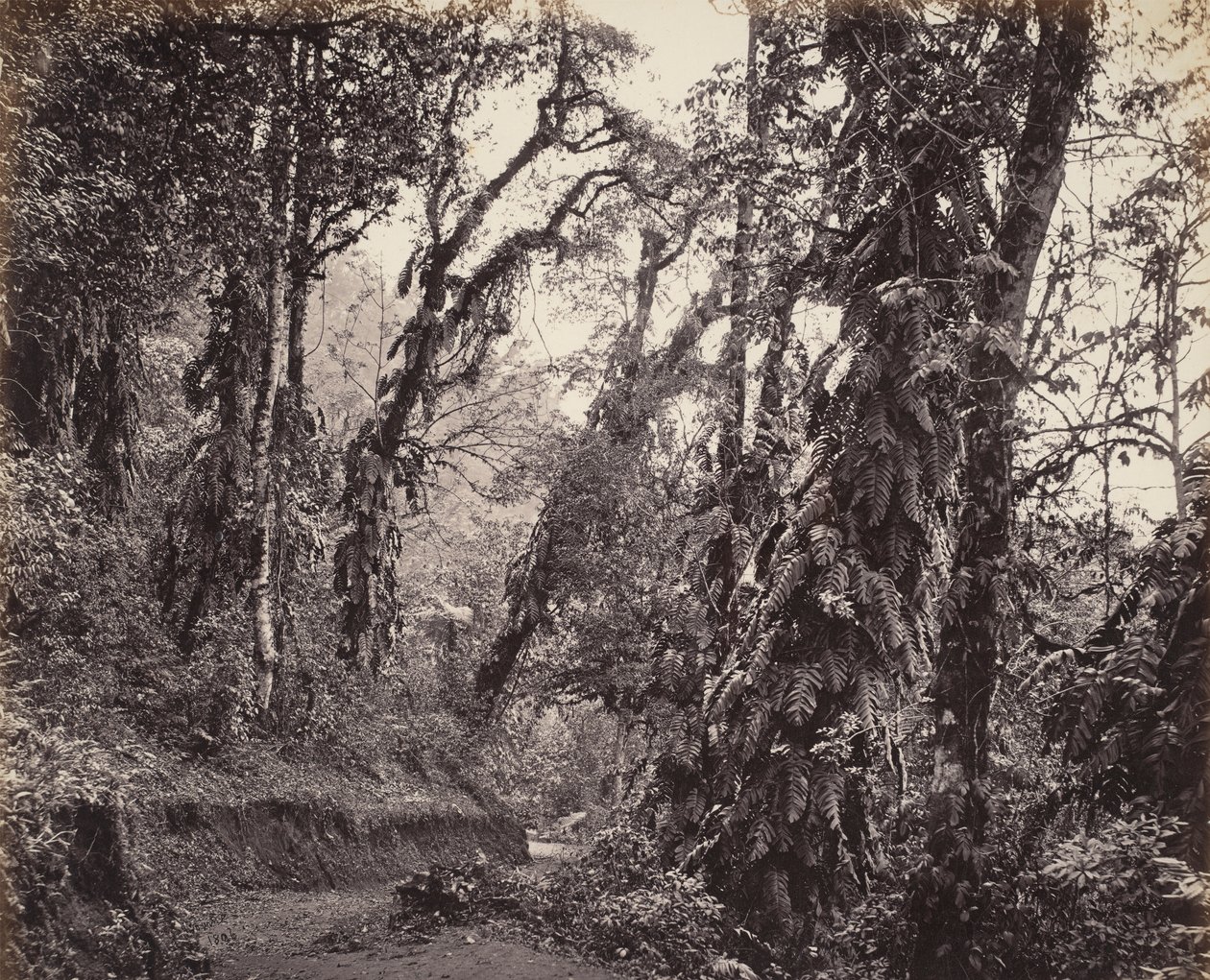 Darjeeling, Escena de bosque con enredaderas, con la carretera de Tukvar de Samuel Bourne