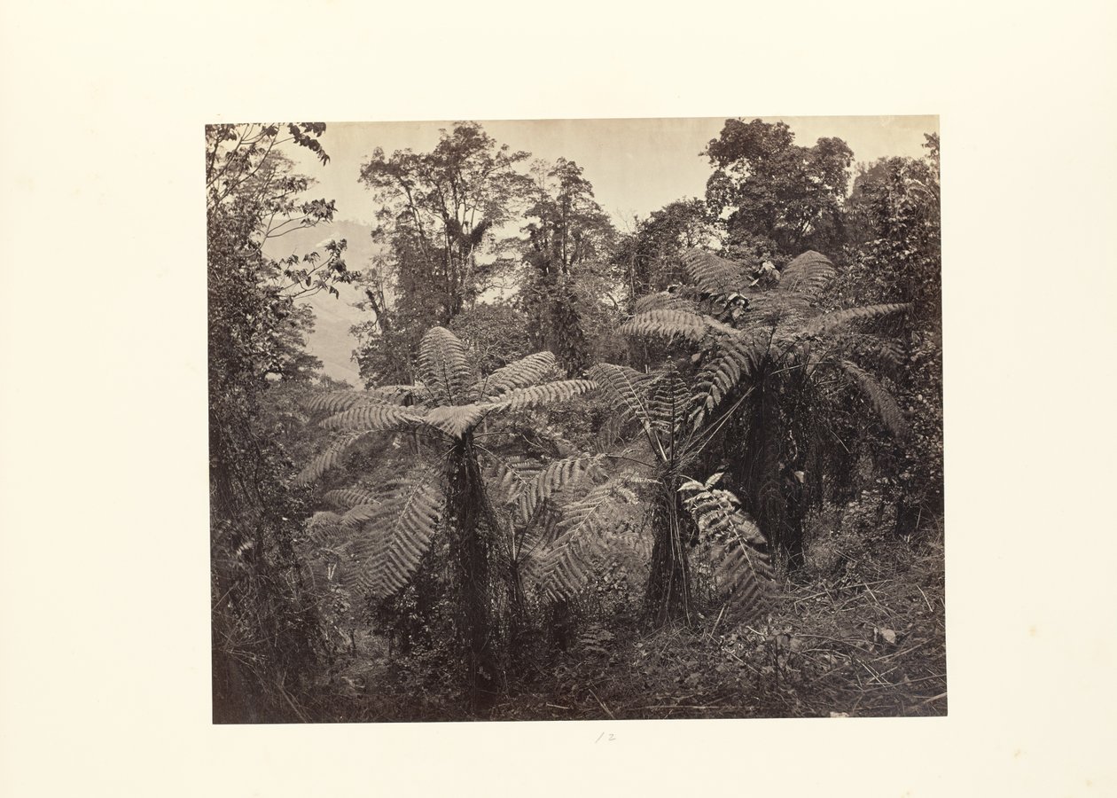 Darjeeling; Grupo de helechos arborescentes en Lebong de Samuel Bourne