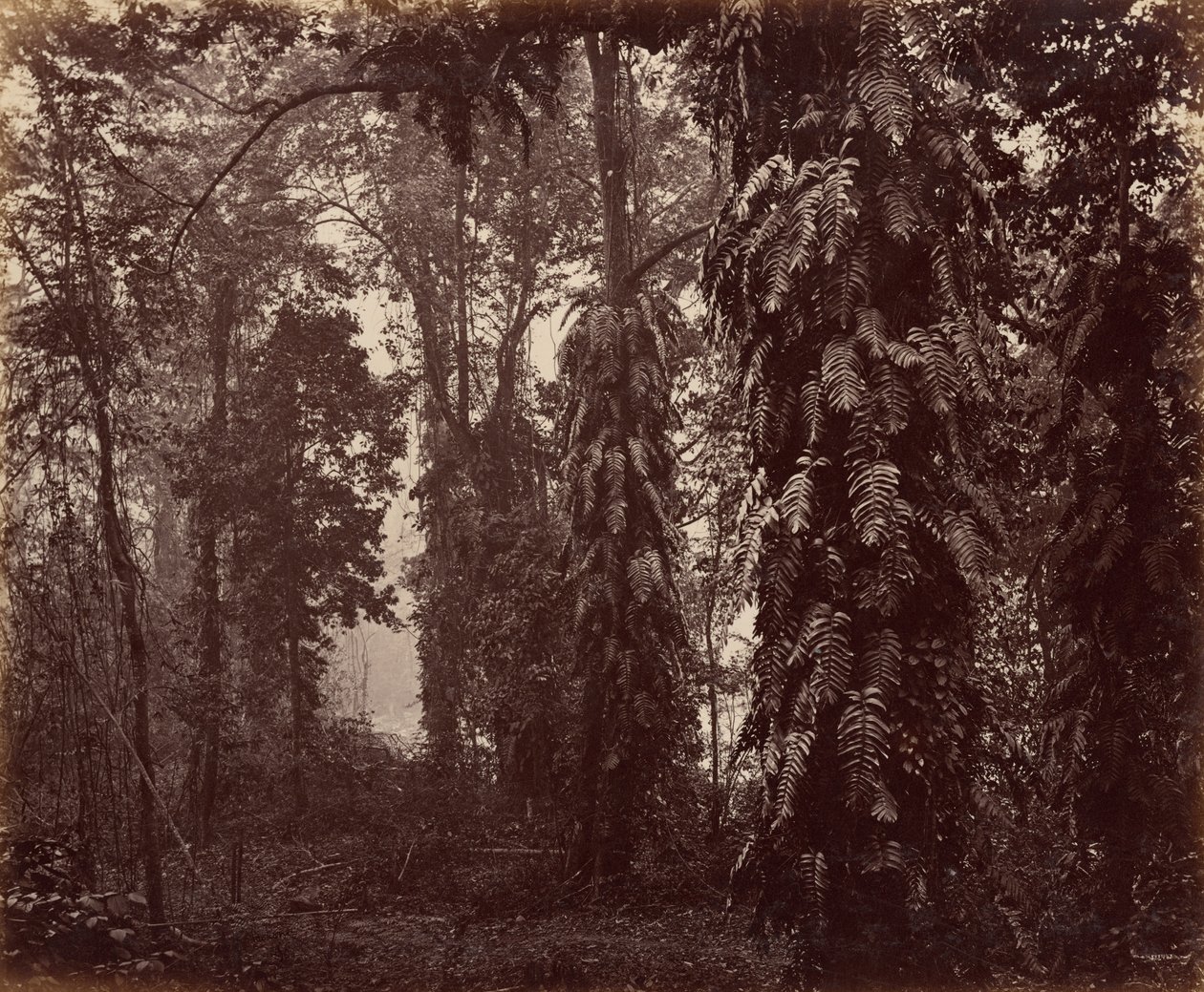 Darjeeling, India de Samuel Bourne