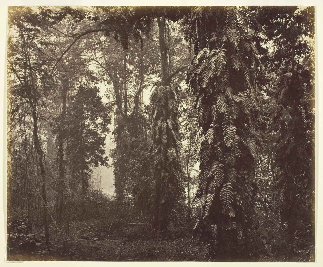 Darjeeling, India de Samuel Bourne