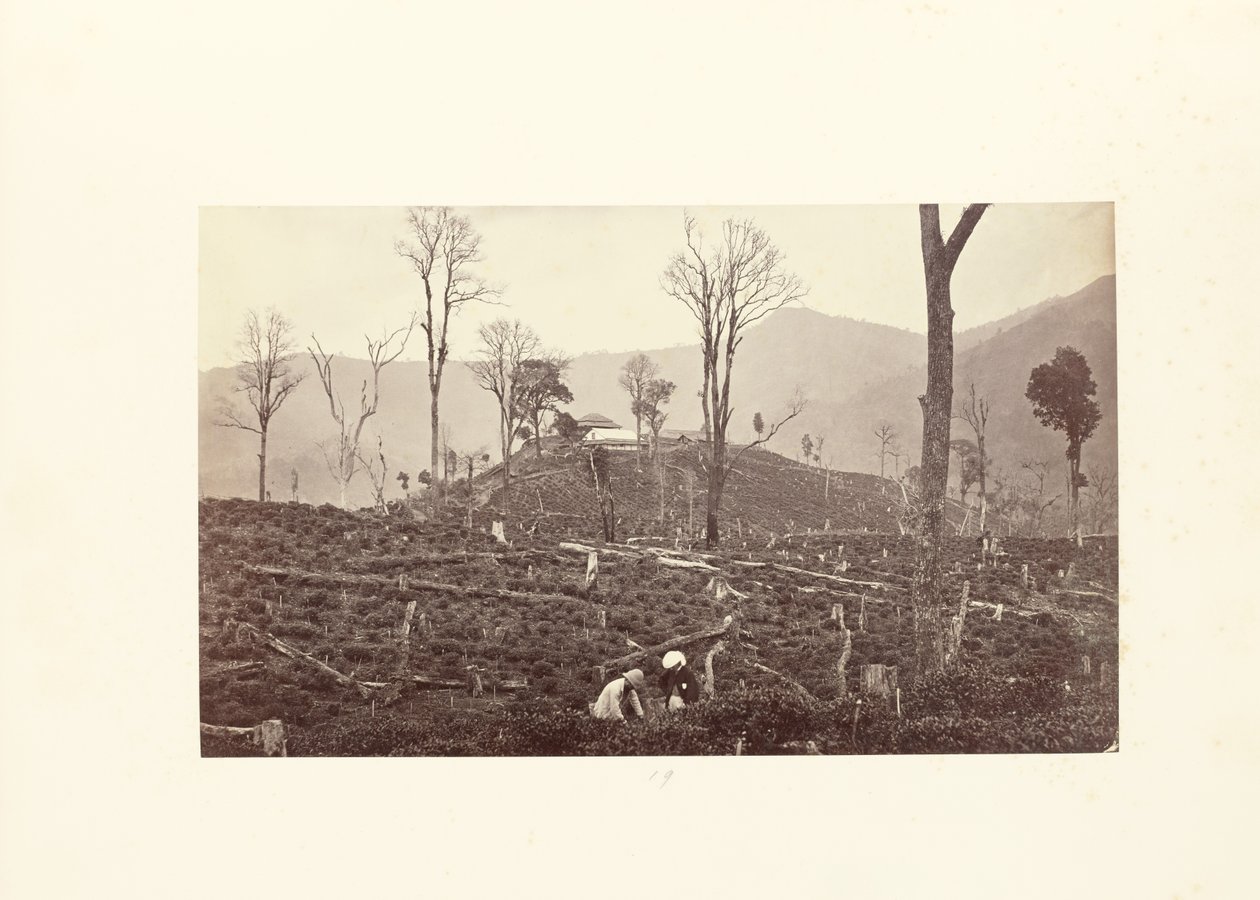 Darjeeling; Vista de la plantación de té Selim, mostrando la fábrica superior y el bungalow de Samuel Bourne
