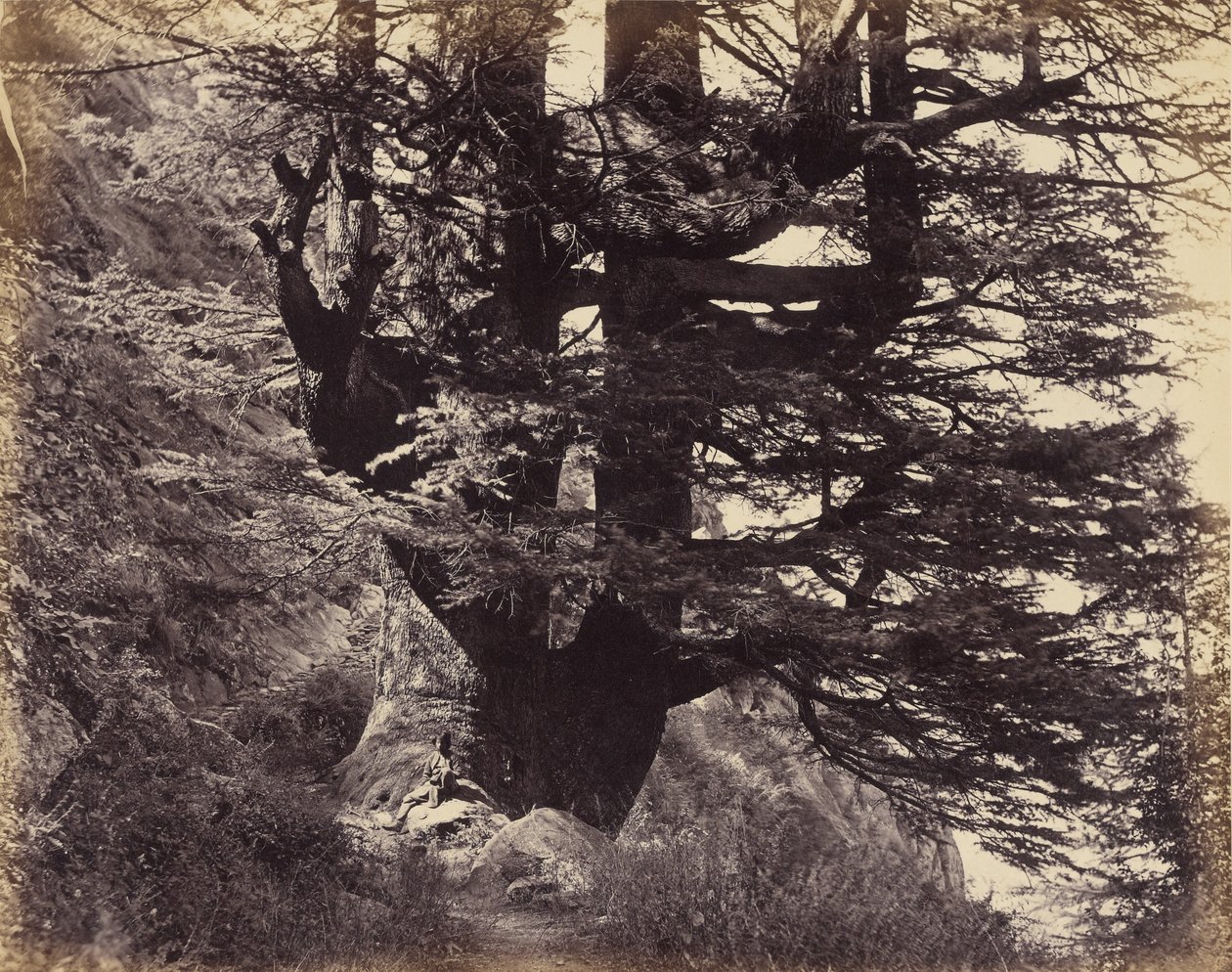 Gran cedro del Himalaya, 42 pies de circunferencia de Samuel Bourne