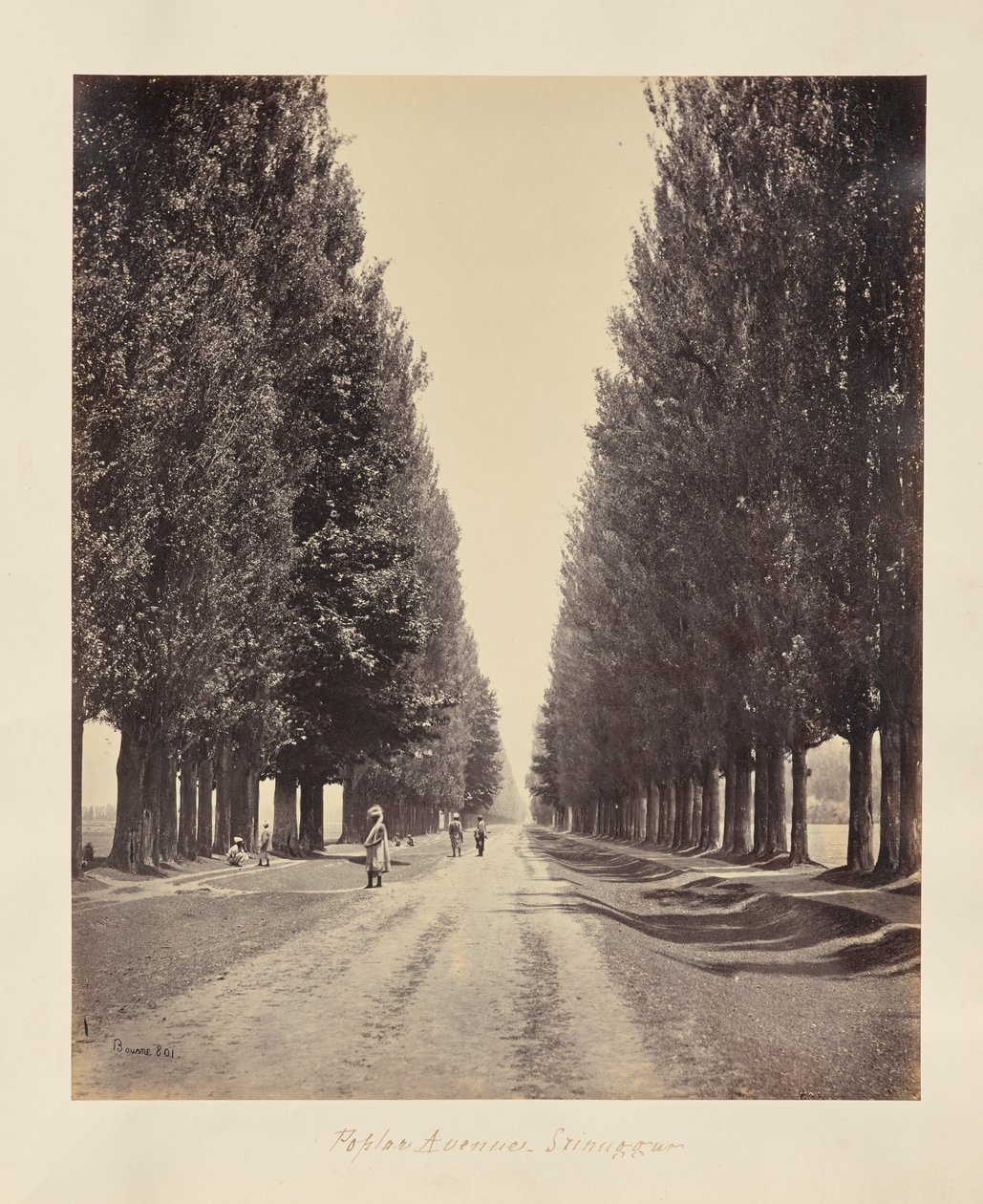 Srinagar; avenida de los álamos, vista desde el final de Samuel Bourne