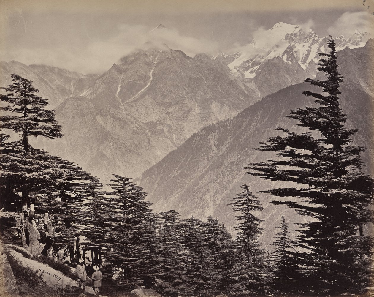 El Alto Himalaya. Vista cerca de las montañas de China. Cedros del Himalaya en primer plano de Samuel Bourne