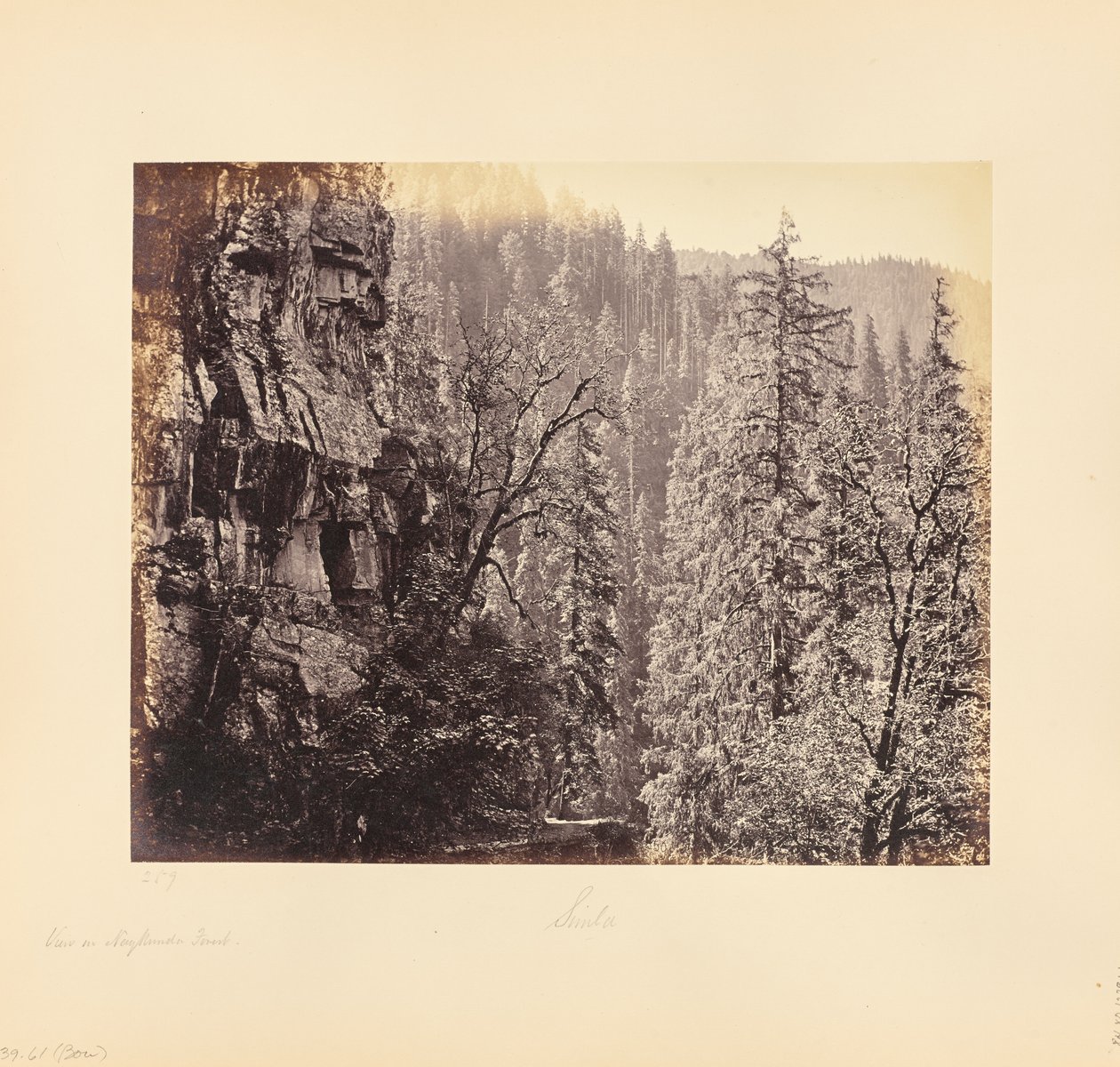 Vista en el bosque de Narkunda de Samuel Bourne
