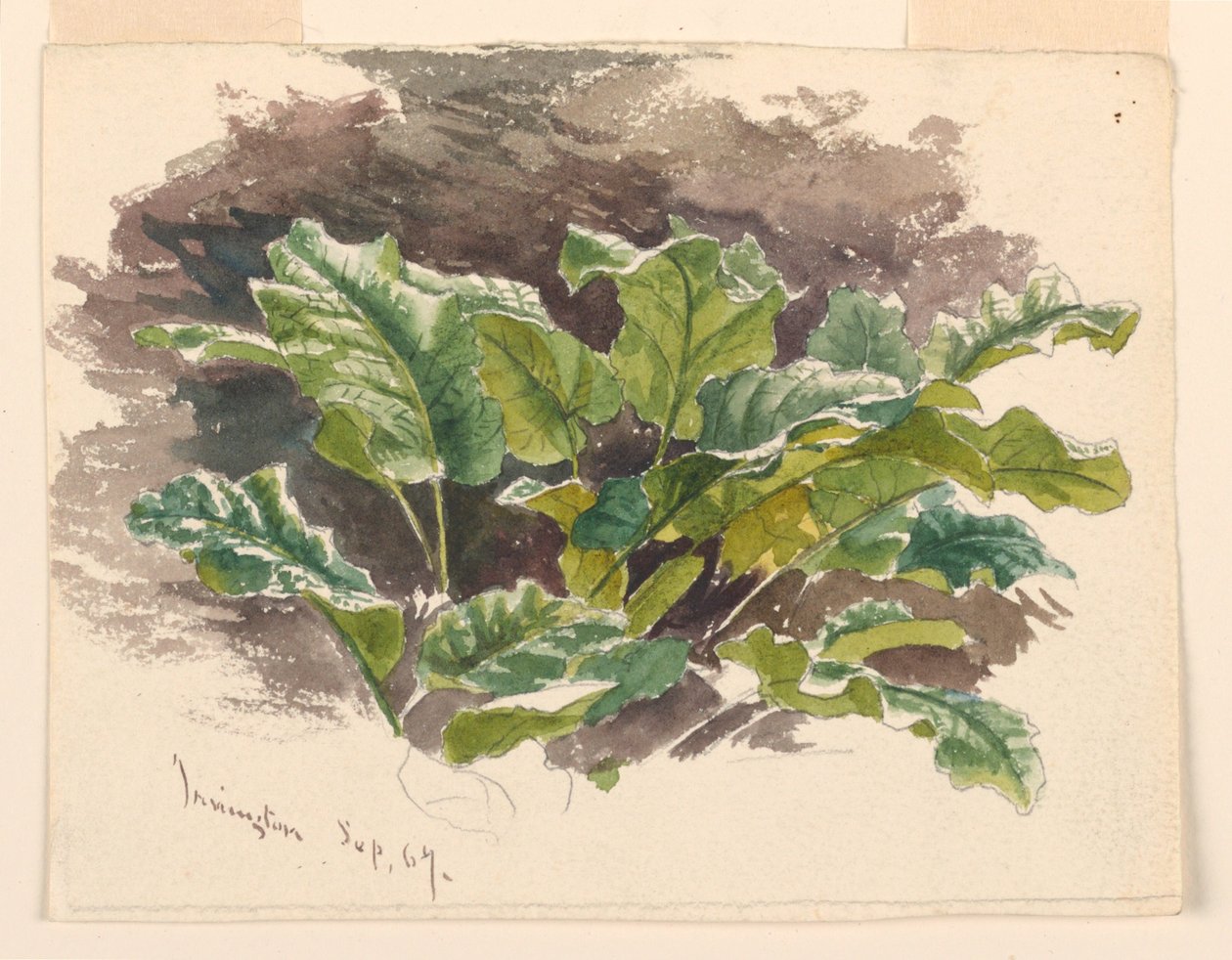 Estudio botánico de Samuel Colman