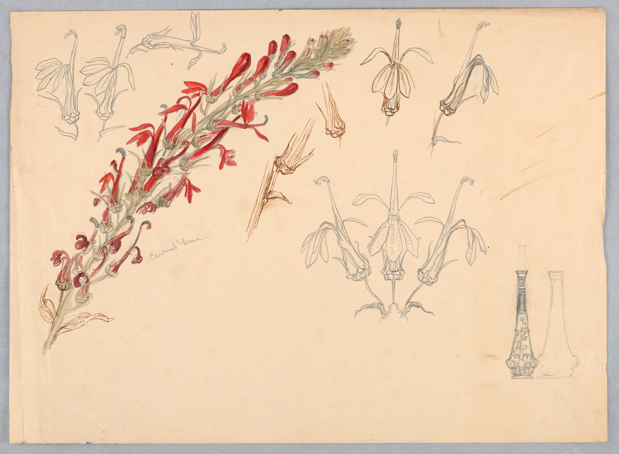 Flor Cardinal de Samuel Colman