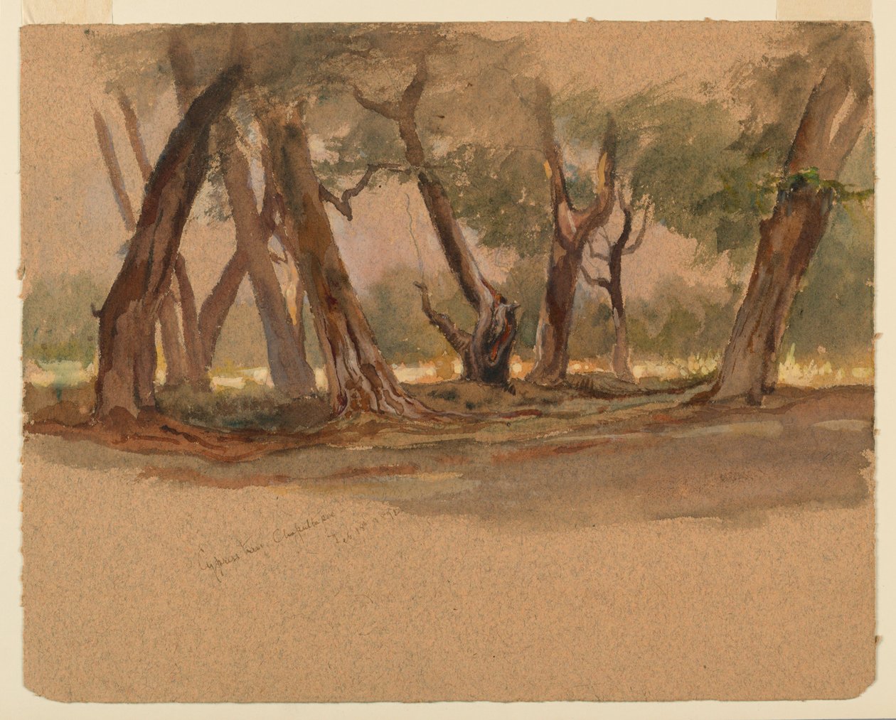 Árboles de ciprés, Chapultepec, México de Samuel Colman