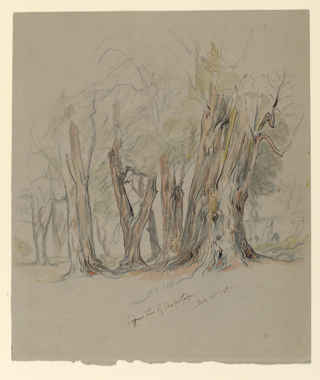 Árboles de ciprés de Chapultepec, México de Samuel Colman